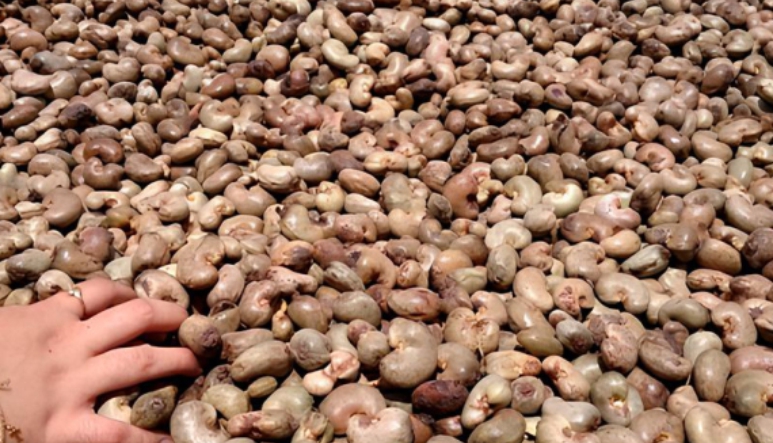 Raw Cashew Nuts (RCN)